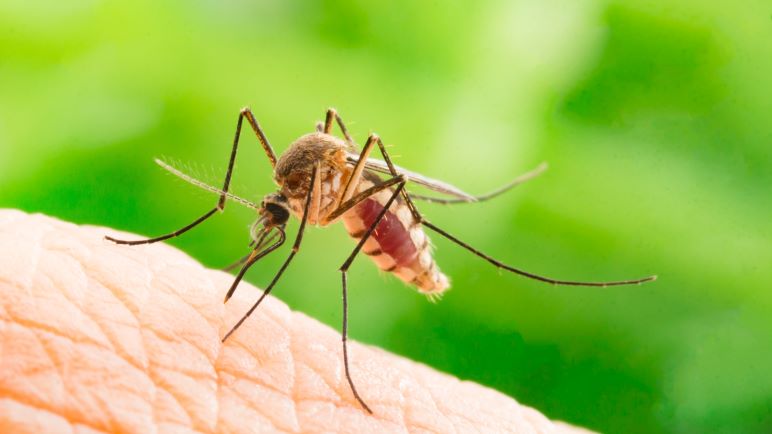 Image for display with article titled Health Officials Announce First West Nile Death in Santa Clara County